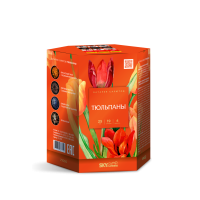 Тюльпаны Салют купить в Аше | asha.salutsklad.ru